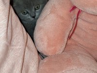 Scottish fold