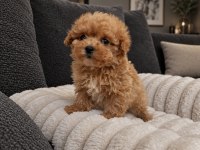 Maltipoo Yavrularımız