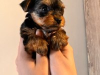 45 günlük terrier yorkshire yavru (baba ve annesi bizde)
