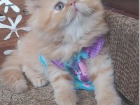 İran exotic longhair bebekler