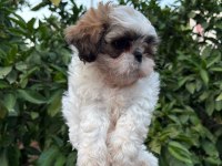 Son 2 adet shih tzu 1 erkek 1 dişi