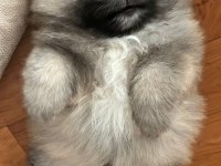 Sağlıklı Pomeranian boo
