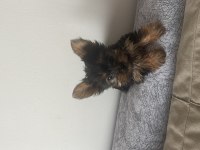 Safkan Minik prenses minik prens yorkshire terrier