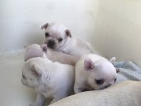 Krem 2 adet dişi french bulldog