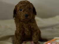 Teacup Red Brown Kore Poodle Yavrular