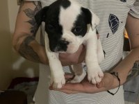 1 ERKEK VE 1 DİŞİ 1 AYLIK YAVRU FRENCH BULLDOGLAR