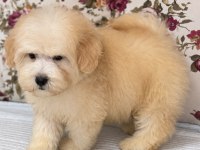 SÜTLÜ KAHVELİ MALTİPOO