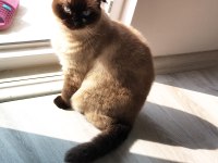 Scottish fold kedimiz