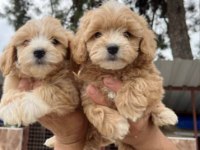 Elit Patiler Farkıyla Maltipoo Yavrular