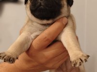 Pug Yavrularım Yeni Sahibini Bekliyor
