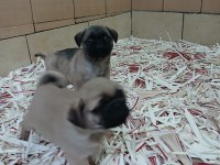 Akkuş Üretim Çiftliğinden Pug Yavruları
