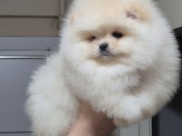 ÜST KALİTE ORİJİNAL IRK AYICIK YÜZ POMERANİAN BOO