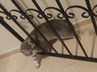 KEDİMİZ PUNDİĞE GÜZEL BİR YUVA