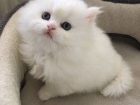Tertemiz evimden 2 aylık erkek İran kedisi bebeğim
