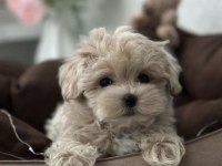 Teacup Kore Maltipoo Yavrular Tuvalet Eğitimli