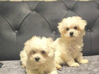 A kalite maltese terrier