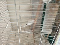2 albino sultan papağanı