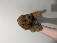 Teslime hazır red brown toy poodle