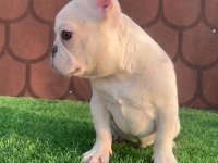 Cream French bulldog