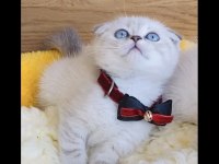 Maviş lynxpoınt scotısh Fold bebeğim 