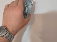 Acil satılık konuşan muhabbet kuşu