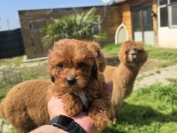 Sağlıklı Maltipoo Bebekler