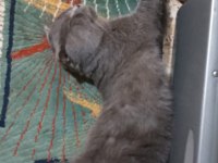 BRİTİSH SHORTHAİR KEDİME YENİ YUVA ARIYORUM ÜCRETLİ!