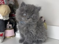Safkan British Longhair Yavrularımız