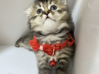 British longhair kar beyaz ve tabby yavrular