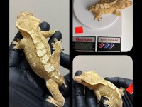 SAĞLIKLI CRESTED GECKOLAR ÜST KALİTE