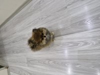 Erkek Pomeranian Boo 2,5 aylık