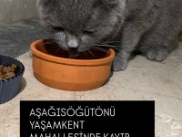 Sahipsiz kayıp kedimiz