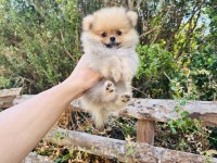 Irk Ve sağlık Garantili Pomeranian Bebekler