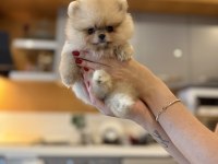 Mini teacup ayıcığımız pomeranian boo bebek