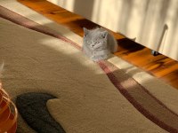 Safkan british shorthair