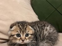 Isparta İzmir gönderim mevcut 2 Aylık Scottish Fold