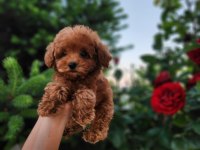 Toypoodle Yavrularımız