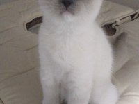 Mitted Bebek Kedilerim Güzel Ailelerini Bekliyor