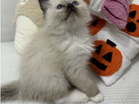 Safkan Scrli Anne-Babadan Ragdoll Yavrular