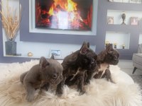 Uygun Mükemmel Üst Düzey Kalite Anatomi French Bulldog