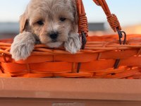 Maltipoo yavrumuz