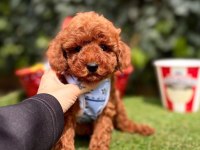 Safkan Toy Poodle Yavrular