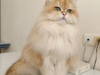 Karizmatik British longhair oğlum köfte