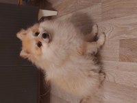 Pomeranian yavru