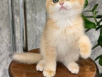 Manken gibi Golden British Shorthair 