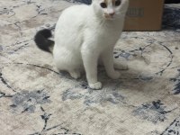 CALICO CİNSİ SAKLAMBAÇ OYUNUNU BİLEN ŞEKER