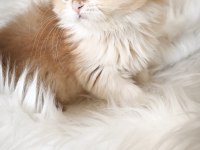 Show kalite dişi british longhair