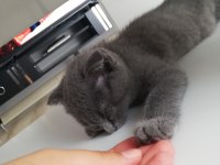 Yavru kedi
