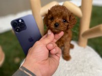 Kore teacup poodle yavrularımız göz kamaştırıyor
