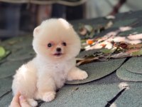 SAĞLIK VE IRK GARANTİLİ POMERANİAN KÖPEĞİMİZ